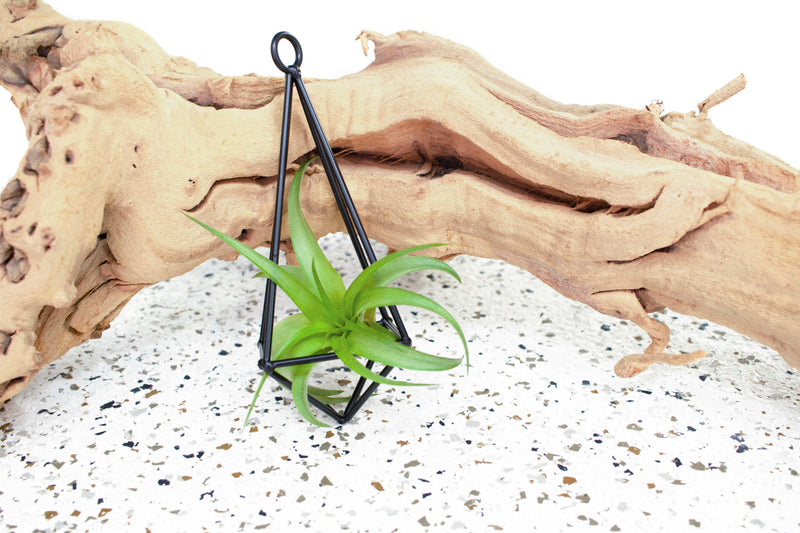 Black Metal Hanging Pendant with Tillandsia Abdita Brachycaulos Air Plant