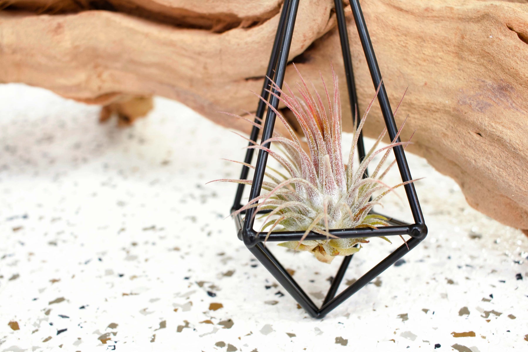 hanging air plant holders Wholesale