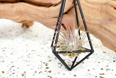 Black Metal Hanging Pendant with Tillandsia Ionantha Air Plant