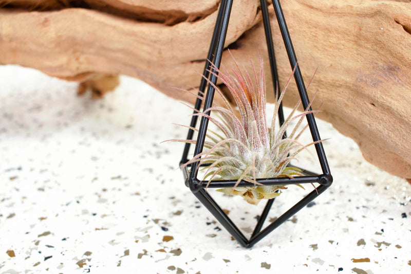 Black Metal Hanging Pendant with Tillandsia Ionantha Air Plant