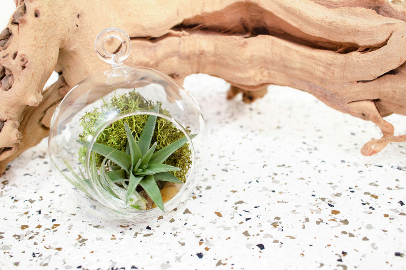 Flat Bottom Glass Terrarium with Tillandsia Velutina Air Plant, Rock and Moss Kit