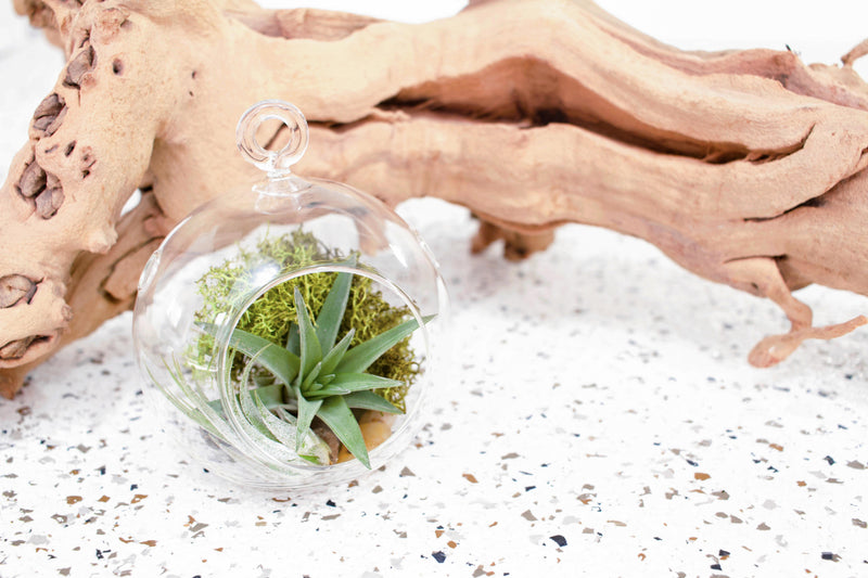 Flat Bottom Glass Terrarium with Tillandsia Velutina Air Plant, Rock and Moss Kit