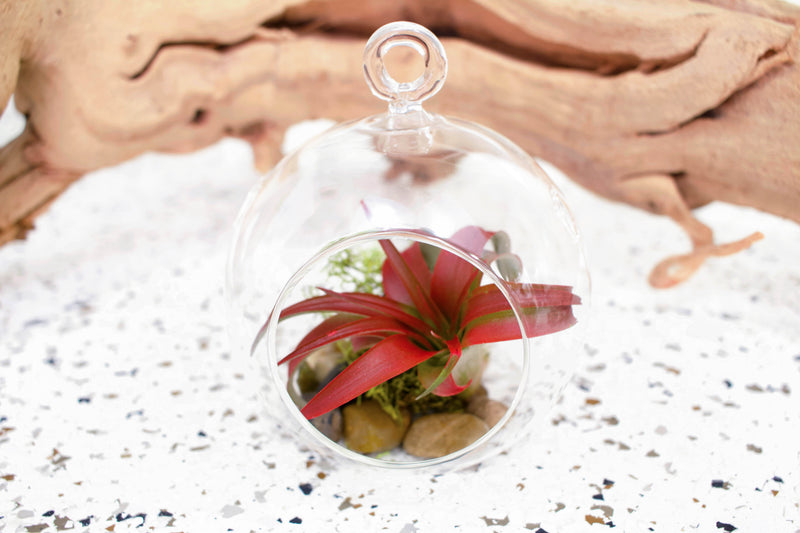 Air Plant Terrarium Kit with Plants and Glass Geometric Terrarium