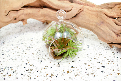 Flat Bottom Glass Terrarium with Tillandsia Abdita and Ionantha Guatemala Air Plants with Rock and Moss Kit