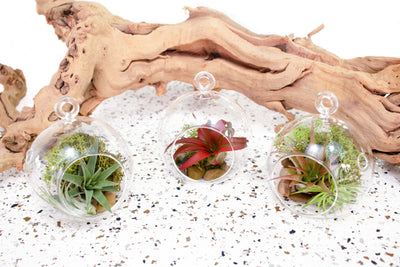  3 Flat Bottom Glass Terrariums with Assorted Tillandsia Air Plants, Rock and Moss Kit