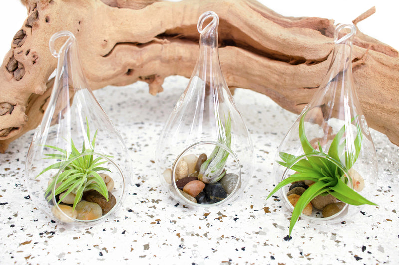 3 Glass Teardrop Terrariums with Flat Bottoms and Hook for Hanging with Assorted TIllandsia Air Plants and Stones