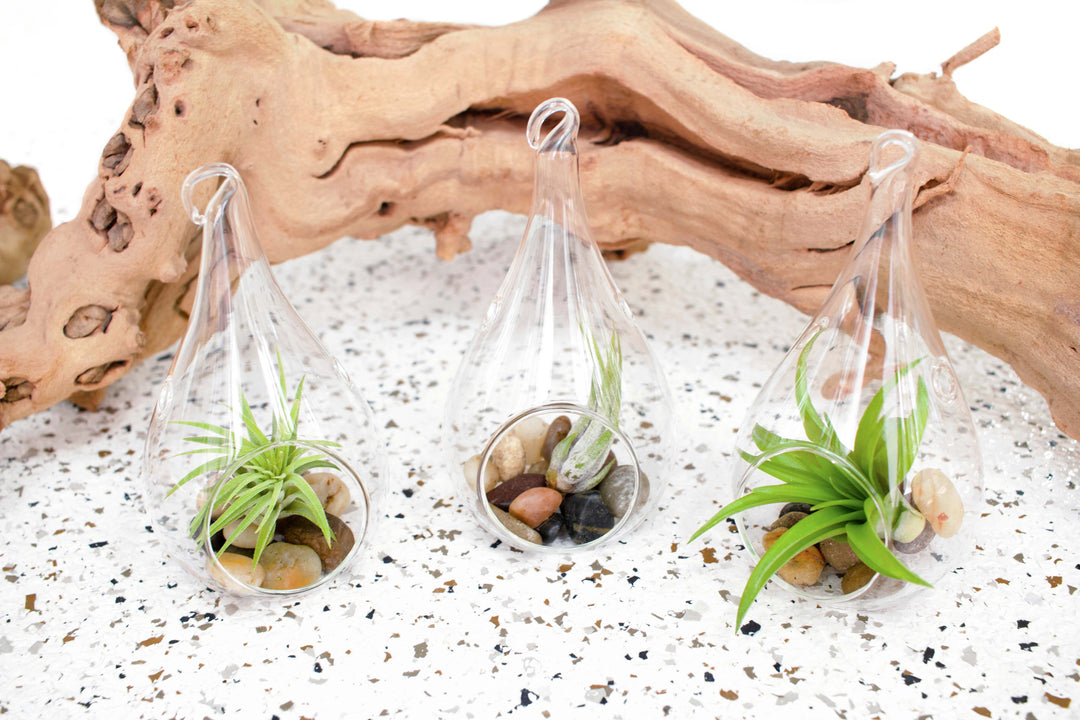terrarium plants atlanta Wholesale