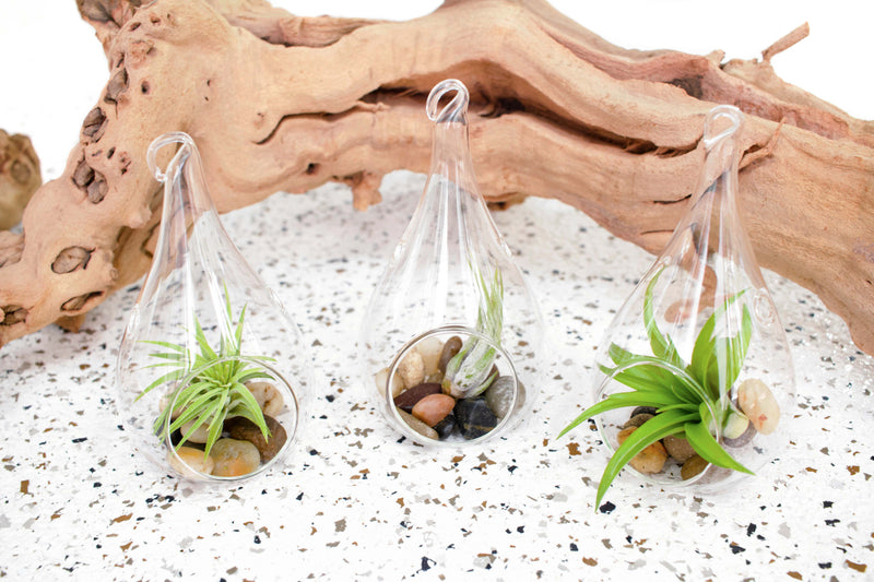 3 Glass Teardrop Terrariums with Flat Bottoms and Hook for Hanging with Assorted TIllandsia Air Plants and Stones