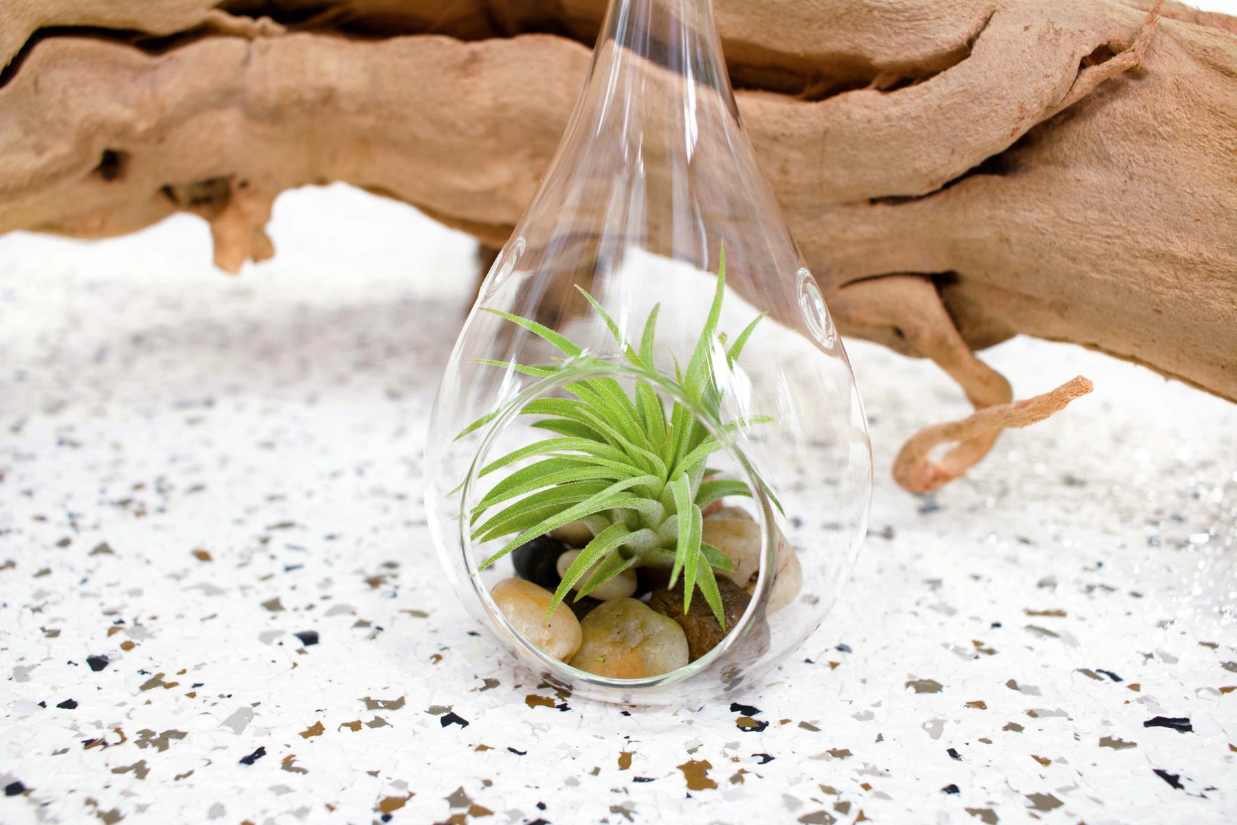 Air Plants Teardrop Terrarium with Tillandsia and Stones Air Plant City