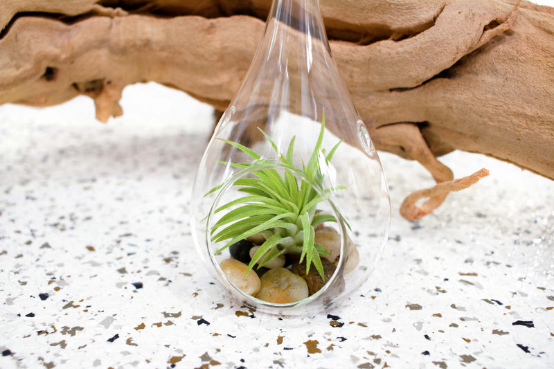 Glass Teardrop Terrarium with Flat Bottom and Hook for hanging with Tillandsia Ionantha Guatemala and Stones