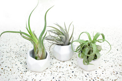 3 White Geometric Ceramic Containers with Assorted Tillandsia Air Plants