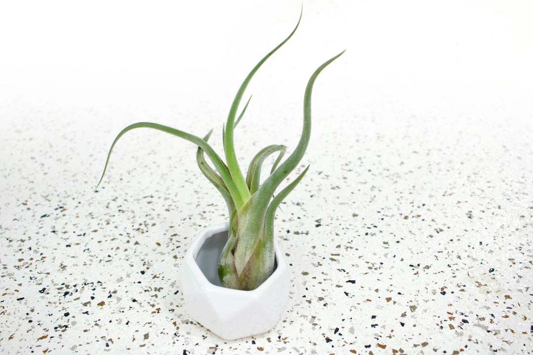 air plant geometric White Geometric Ceramic Container with Large Assorted Air Plant