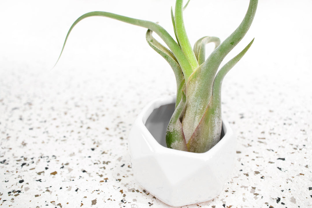 geometric air plant holder Air Plants Holder- White Geometric Container for Tillandsia – Air Plant City