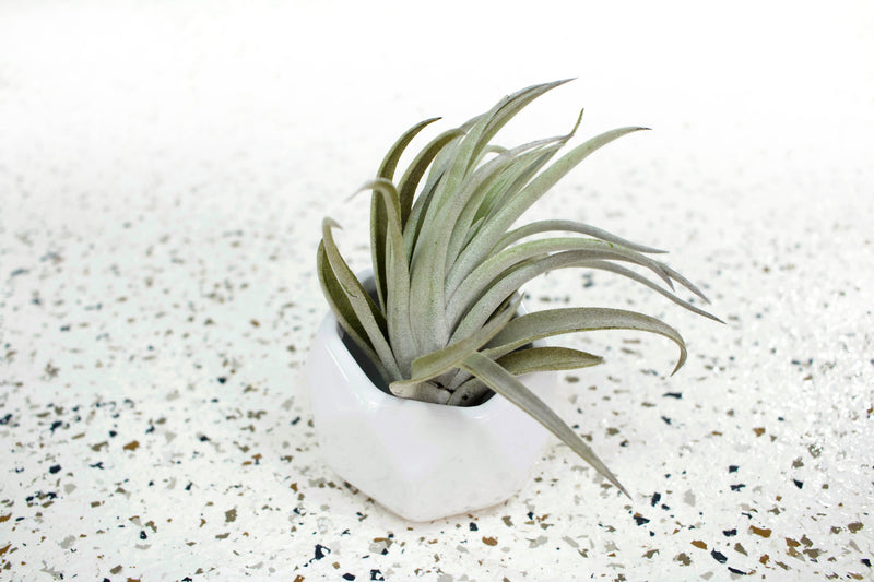 White Geometric Ceramic Container with Tillandsia Harrisii Air Plant