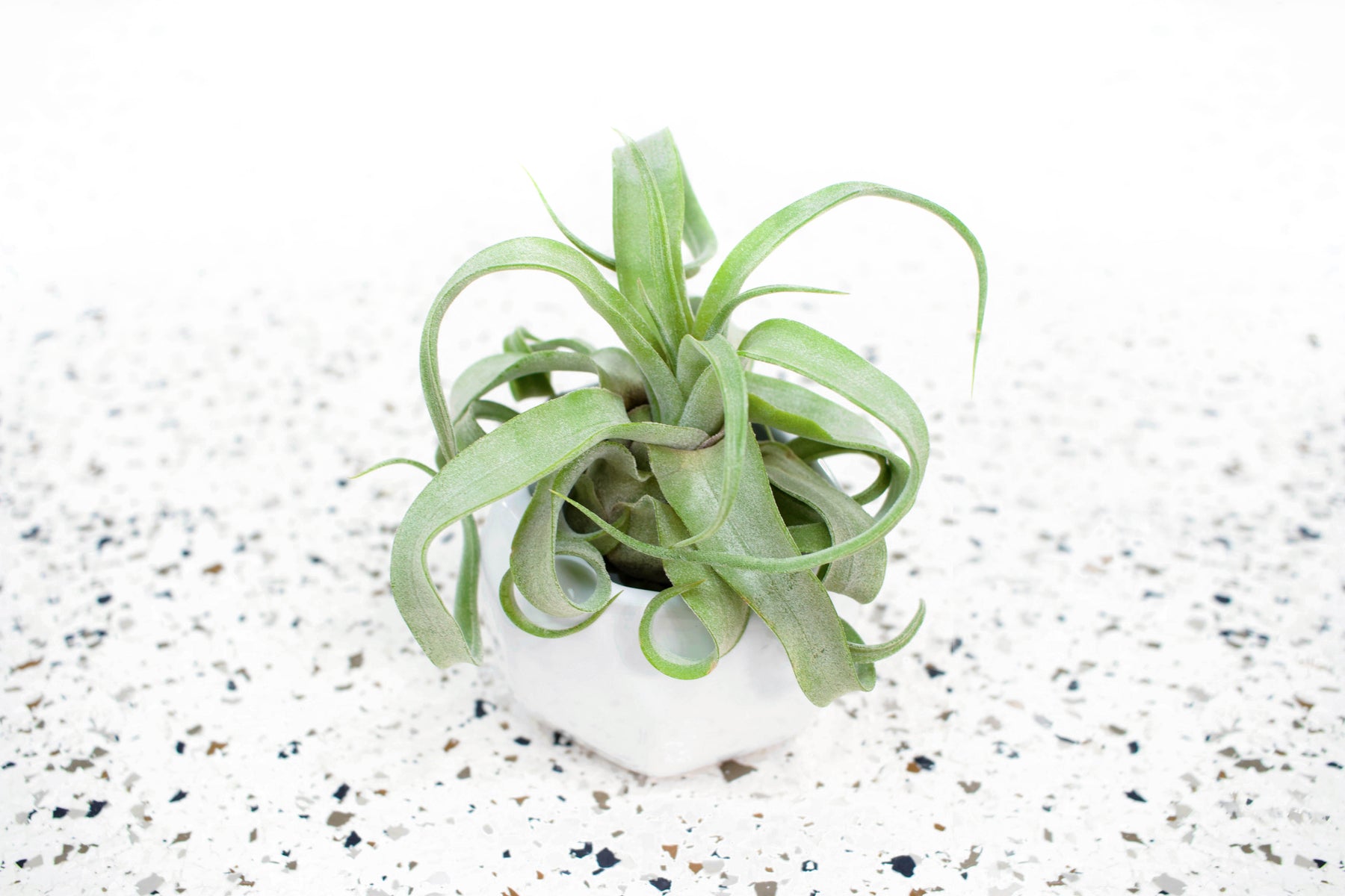 air plant containers wholesale Wholesale