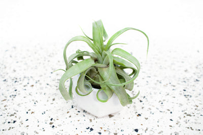 White Geometric Ceramic Container with Tillandsia Streptophylla Air Plant