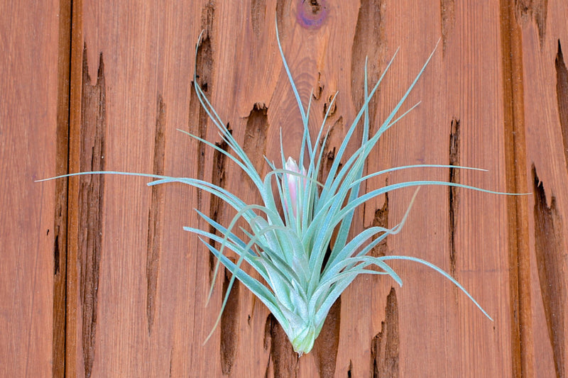 Tillandsia Houston Air Plants