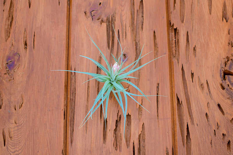 Tillandsia Houston Air Plants