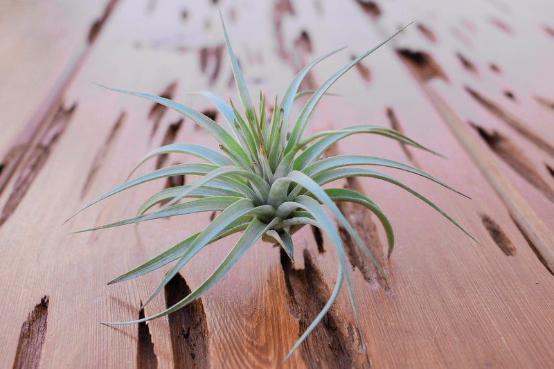 Tillandsia Vernicosa Air Plants